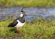 Kiebitz - Northern Lapwing  (Vanellus vanellus)